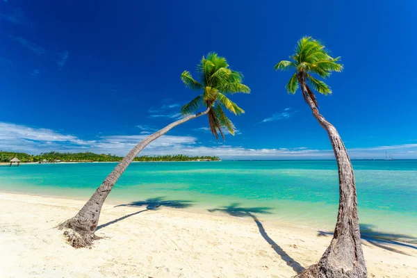 Tropisch Strand Met Coconut Palmbomen Duidelijk Lagoon Fiji Eilanden — Stockfoto