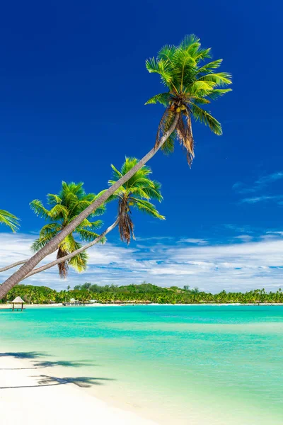 Tropisch Strand Met Coconut Palmbomen Duidelijk Lagoon Fiji Eilanden — Stockfoto