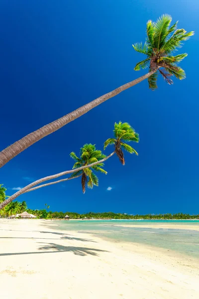 Praia Tropical Com Coqueiros Lagoa Clara Nas Ilhas Fiji — Fotografia de Stock