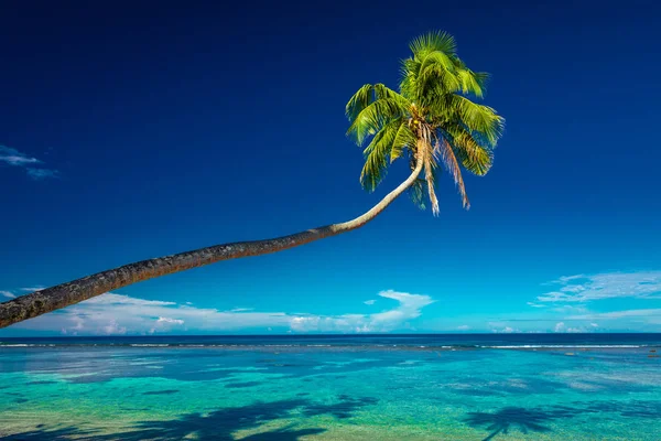 Playa Con Arrecife Coral Lado Sur Upolu Enmarcado Por Hojas — Foto de Stock