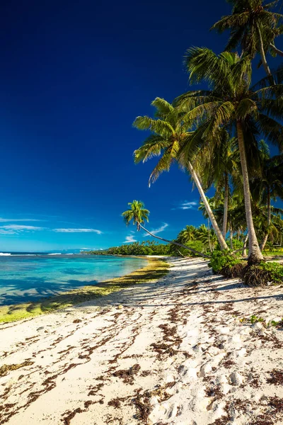 Strand Met Koraalrif Aan Zuidzijde Van Upolu Omlijst Door Palmbladeren — Stockfoto