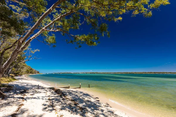 Summer Beach Trees West Side Bribie Island Queensland Australia — Stock Photo, Image