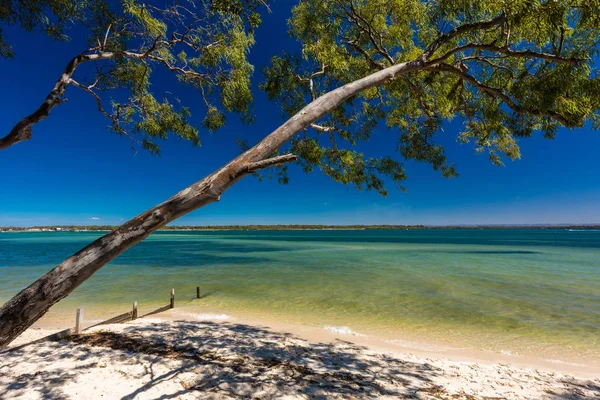 澳大利亚昆士兰 Bribie 岛西侧有树的夏日沙滩 — 图库照片