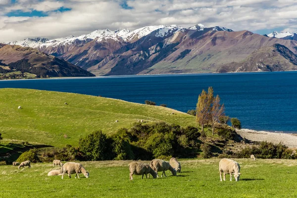 Ovelhas Pastando Campo Perto Lago Hawea Com Montanhas Fundo Sounh — Fotografia de Stock