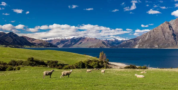 Fåren Betar Ett Fält Nära Lake Hawea Med Bergen Bakgrunden — Stockfoto