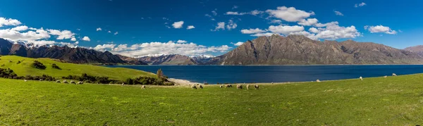 Sheep Grazing Field Lake Hawea Mountains Background Sounh Island New — Stock Photo, Image