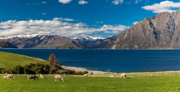Ovce Pasoucí Poli Poblíž Lake Hawea Horami Pozadí Sounh Island — Stock fotografie