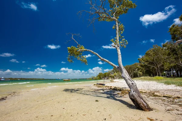 Kétpontos Trópusi Fák Keleti Oldalon Whanganui Queensland Ausztrália — Stock Fotó