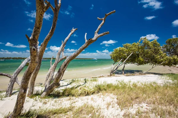 夏季热带海滩与树木在布里比岛东侧 昆士兰 澳大利亚 — 图库照片