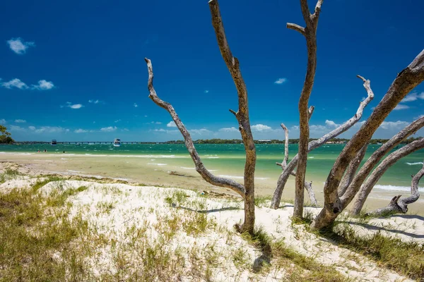 Letní Tropická Pláž Stromy Východní Straně Nambour Queensland Austrálie — Stock fotografie