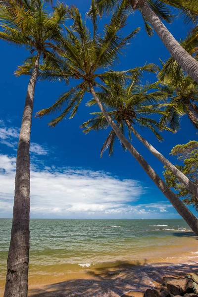 Palmbomen Het Zuidelijke Einde Van Suttons Beach Redcliffe Brisbane Queensland — Stockfoto