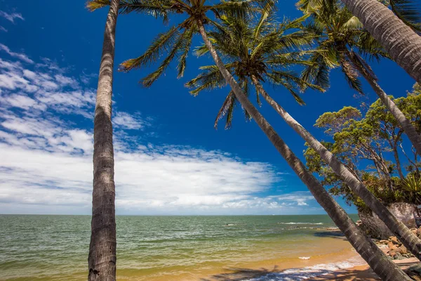 澳大利亚昆士兰州布里斯班雷德克里夫苏东海滩南端的棕榈树 — 图库照片