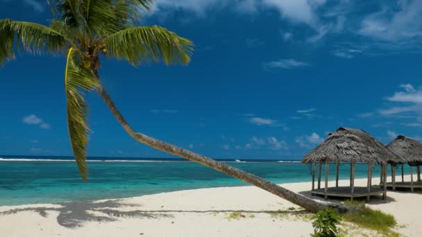 Τροπική Παραλία Ζωντανό Φυσικό Σαμόα Νησί Φοίνικες — Αρχείο Βίντεο