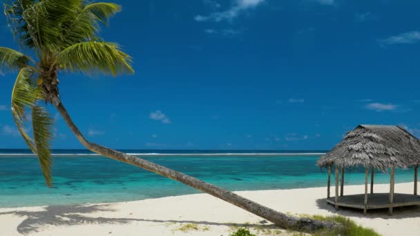 Tropischer Lebendiger Naturstrand Auf Samoa Insel Mit Palmen — Stockvideo