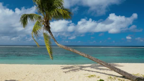 热带充满活力的天然海滩在萨摩亚岛与棕榈树 — 图库视频影像