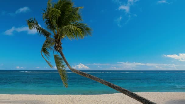 Tropical Vibrant Natural Beach Samoa Island Palm Trees — Stock Video