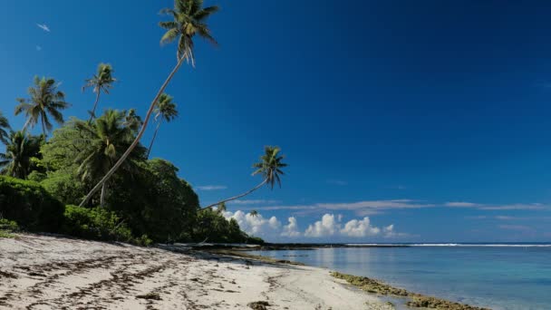 トロピカルビーチ ウポル サモア島 多くのヤシの木の南側に — ストック動画