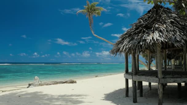 Plage Naturelle Tropicale Vibrante Sur Île Samoa Avec Palmier Pâle — Video