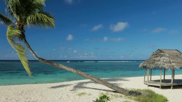 Tropisk Pulserande Naturliga Strand Samoa Palm Och Fale — Stockvideo