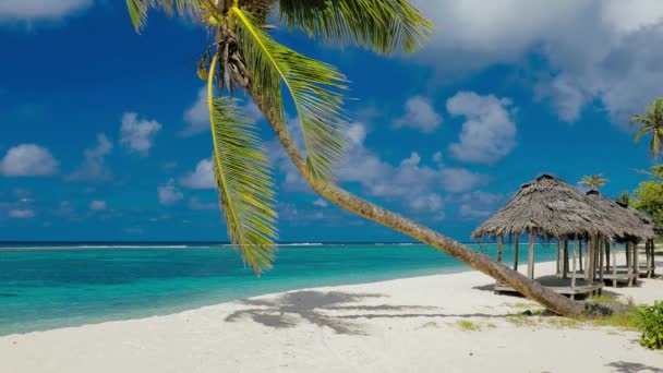 萨摩亚岛上热带生机勃勃的天然海滩 棕榈树和 Fale — 图库视频影像