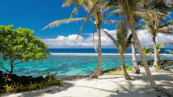 Tropischer Lebendiger Naturstrand Auf Samoa Insel Mit Palmen — Stockvideo