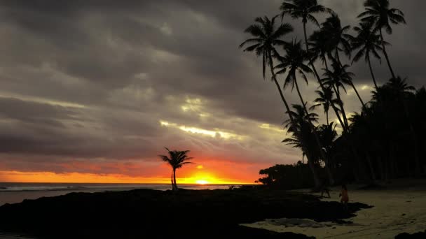 Τροπική Παραλία Ζωντανό Φυσικό Σαμόα Νησί Φοίνικες — Αρχείο Βίντεο
