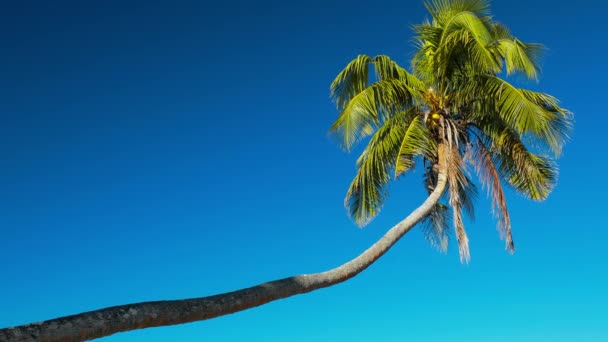 Tropical Vibrant Natural Beach Samoa Island Palm Trees — Stock Video