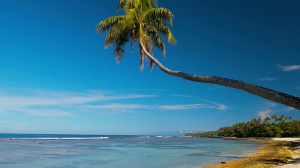 Tropische Levendige Natuurlijke Strand Het Eiland Samoa Met Palmbomen — Stockvideo