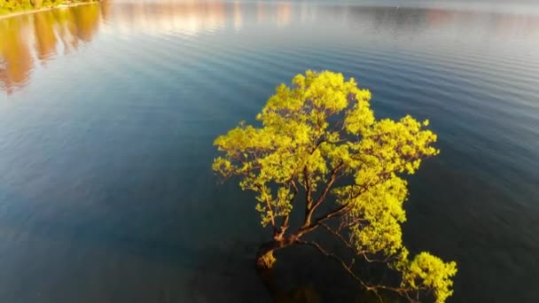 Vue Aérienne Par Drone Arbre Solitaire Lac Wanaka Des Sommets — Video