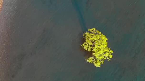 Luftaufnahme Des Einsamen Baumes Des Lake Wanaka Und Der Schneebedeckten — Stockvideo