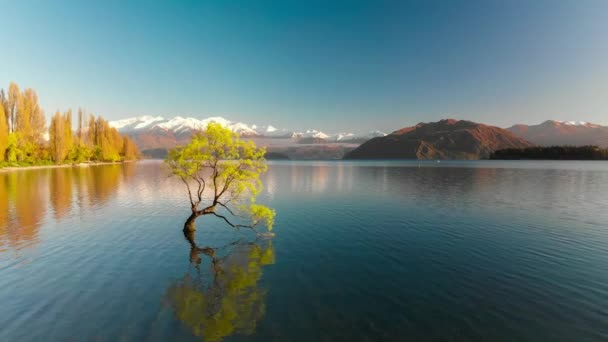 Vista Aérea Drone Árvore Solitária Lago Wanaka Nevado Buchanan Peaks — Vídeo de Stock