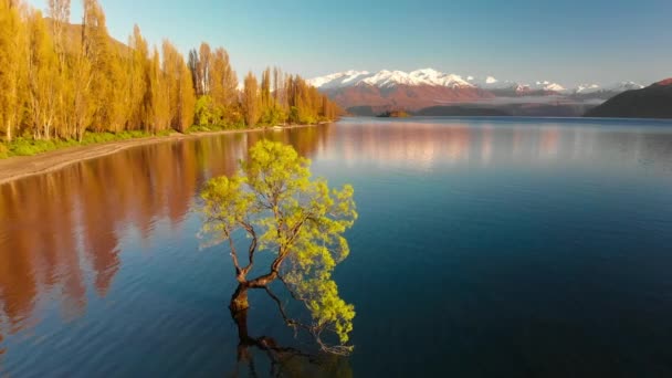 Vista Aérea Drone Árvore Solitária Lago Wanaka Nevado Buchanan Peaks — Vídeo de Stock