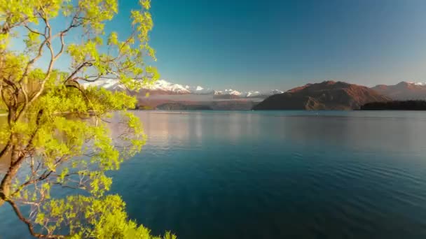 ワナカ湖と雪のブキャナンのピークは 南の島 ニュージーランドの孤独な木の空中ドローン ビュー — ストック動画