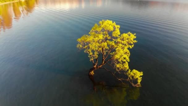 Vue Aérienne Par Drone Arbre Solitaire Lac Wanaka Des Sommets — Video