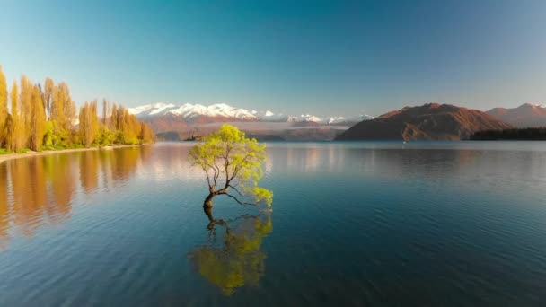 新西兰南岛瓦纳卡湖和雪域布坎南峰的孤独树空中无人机景观 — 图库视频影像