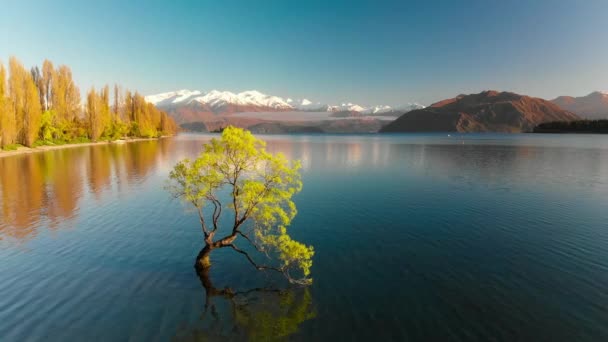 Widok Anteny Drone Lonely Drzewo Jezioro Wanaka Ośnieżonych Szczytów Buchanan — Wideo stockowe