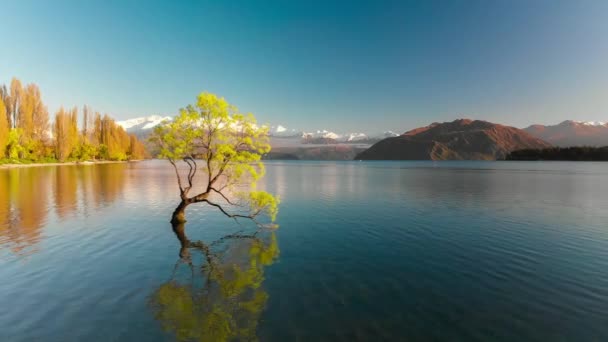 新西兰南岛瓦纳卡湖和雪域布坎南峰的孤独树空中无人机景观 — 图库视频影像