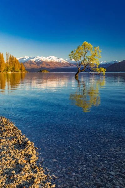 A árvore solitária do Lago Wanaka e nevado Buchanan Peaks, Sul I — Fotografia de Stock