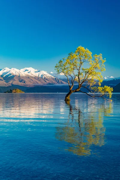 A árvore solitária do Lago Wanaka e nevado Buchanan Peaks, Sul I — Fotografia de Stock