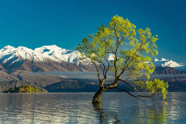 A árvore solitária do Lago Wanaka e nevado Buchanan Peaks, Sul I — Fotografia de Stock