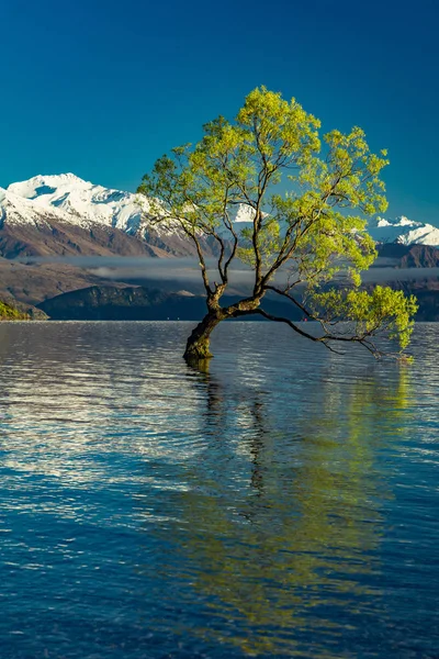 A árvore solitária do Lago Wanaka e nevado Buchanan Peaks, Sul I — Fotografia de Stock