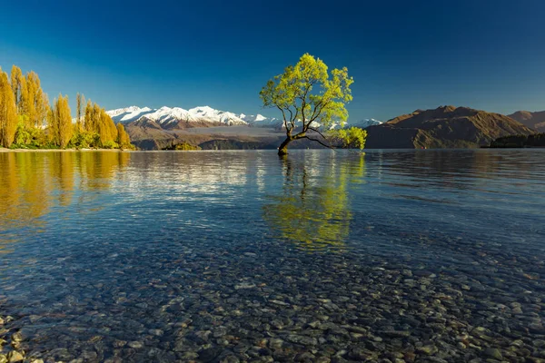 Ensamma trädet Lake Wanaka och snöiga Buchanan toppar, södra jag — Stockfoto