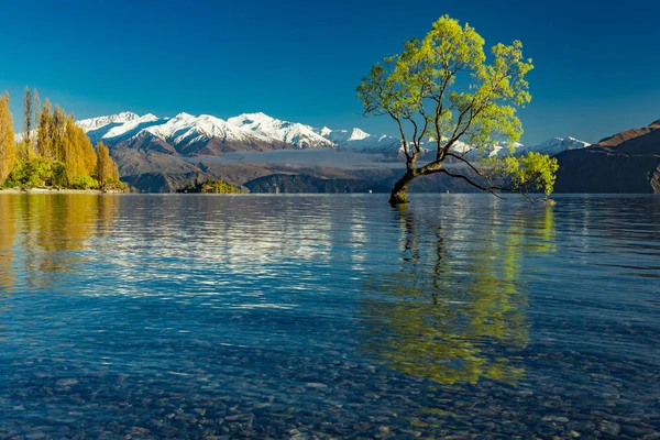 Lonely Drzewo jezioro Wanaka i ośnieżonych szczytów Buchanan, południe I — Zdjęcie stockowe