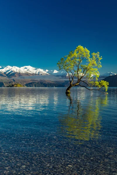 A árvore solitária do Lago Wanaka e nevado Buchanan Peaks, Sul I — Fotografia de Stock