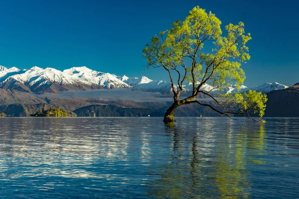 Lonely Drzewo jezioro Wanaka i ośnieżonych szczytów Buchanan, południe I — Zdjęcie stockowe