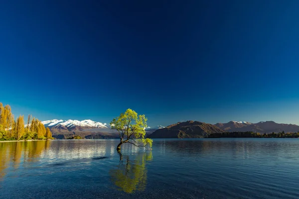 Osamělý strom v Lake Wanaka a zasněžené vrcholy Buchanan, jih I — Stock fotografie