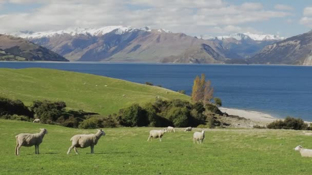 Schafe Auf Einem Feld Der Nähe Des Hawea Sees Mit — Stockvideo