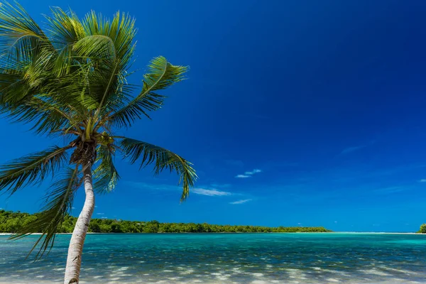 热带海滩上的棕榈树，瓦努阿图，伊拉科尔岛，埃法特 — 图库照片