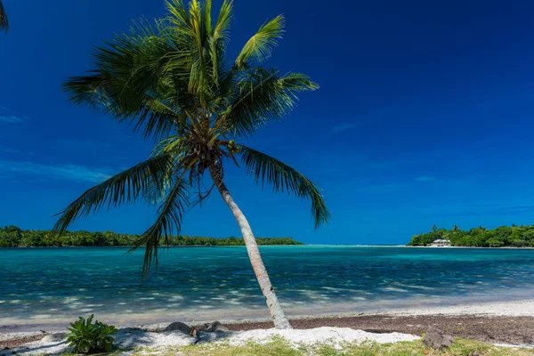 Palmiers sur une plage tropicale, Vanuatu, île d'Erakor, Efate — Photo