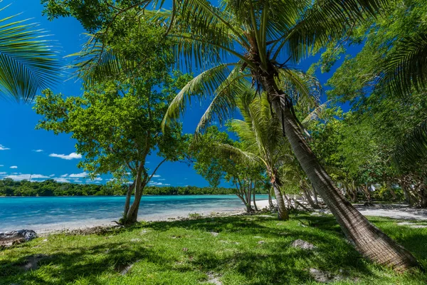 Palmer på en tropisk strand, Vanuatu, Erakor Island, Efate — Stockfoto